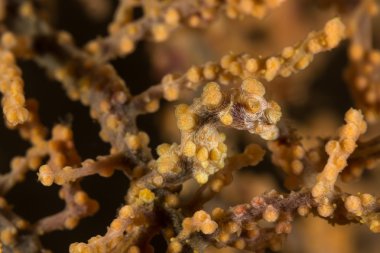 Sarı Pigme denizatı