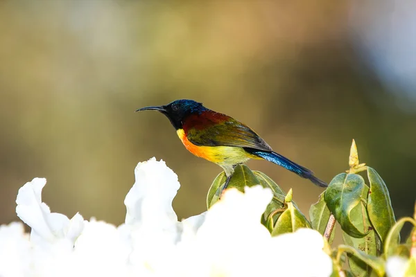 Yeşil uçlu sunbird