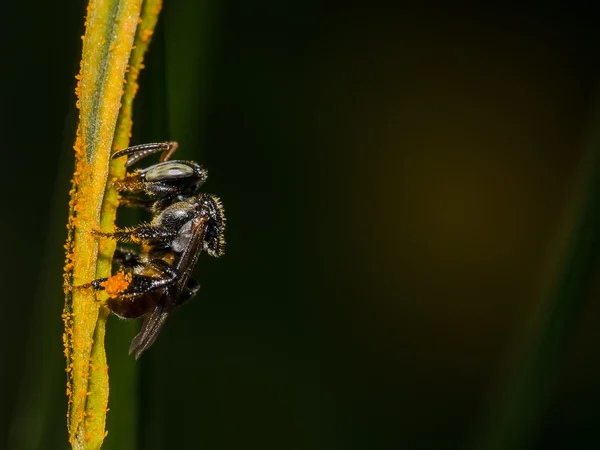Polen üzerinde Stingless Arı