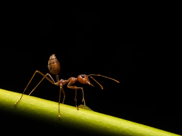 Semut di latar belakang hitam — Stok Foto