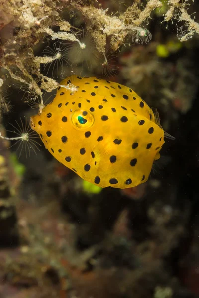 Yellow Box Fish — Stock Photo, Image