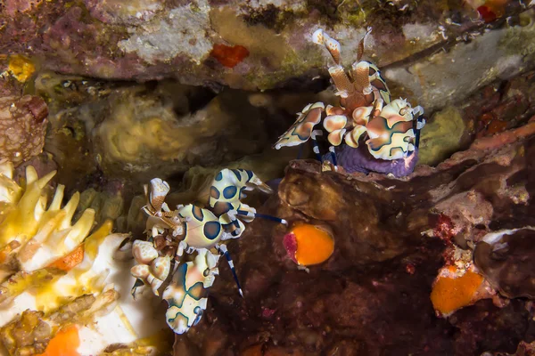 Couple Harlequin Shrimp — Stock Photo, Image