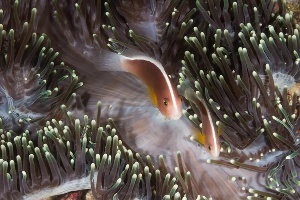 Rózsaszín anemonefish (Amphiprion perideraion) — Stock Fotó