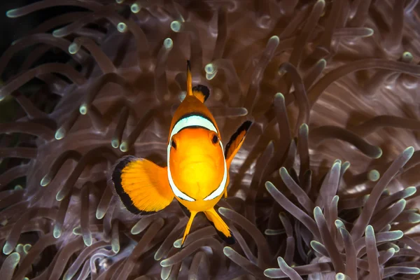 Clown Anemone Pesce — Foto Stock