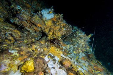 Istakoz ıstakoz mağarada