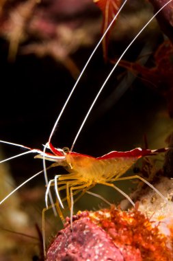 Temiz karides (Lysmata amboinensis)