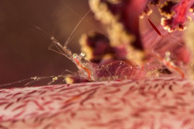 Pembe üzerinde muhteşem karides