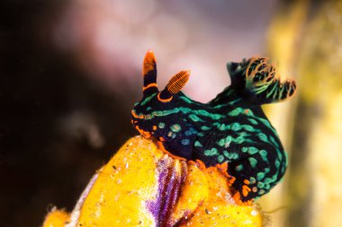 Nembrotha kubaryana, Nudibranch, deniz yaratığı