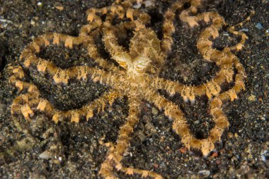 Wunderpus photogenicus ahtapot