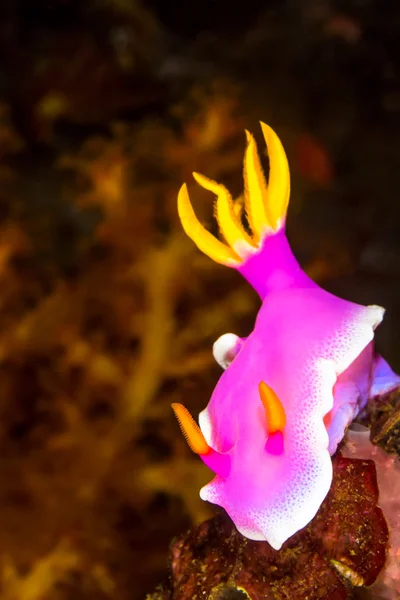 Hypselodoris apolegma Csupaszkopoltyús csigák tengeri csiga — Stock Fotó