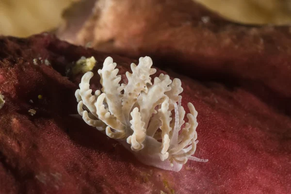 Phyllodesmium Silva, Nudibrânquios, lesma do mar — Fotografia de Stock