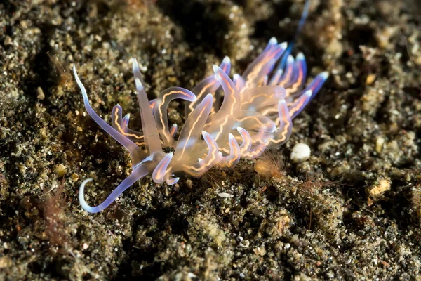 Phyllodesmium opalescens Nudibrânquios, lesma do mar — Fotografia de Stock