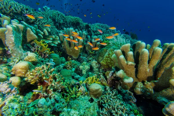 Mercan balık mercan