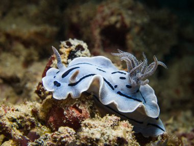 Chromodoris willani Nudibranch, deniz yaratığı