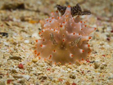 Halgerda batangas Nudibranch, deniz yaratığı