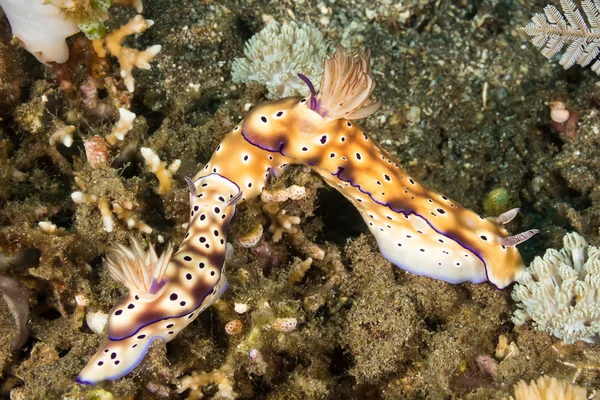 Nudibranca Comportamento di accoppiamento — Foto Stock