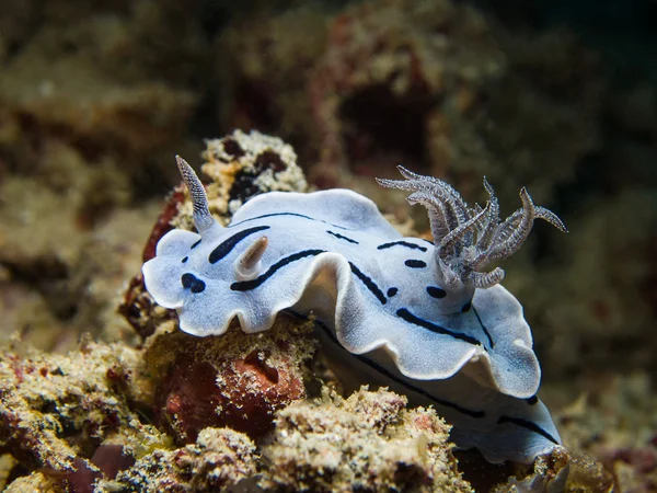 Chromodoris willani nudibranchi, lumaca di mare — Foto Stock