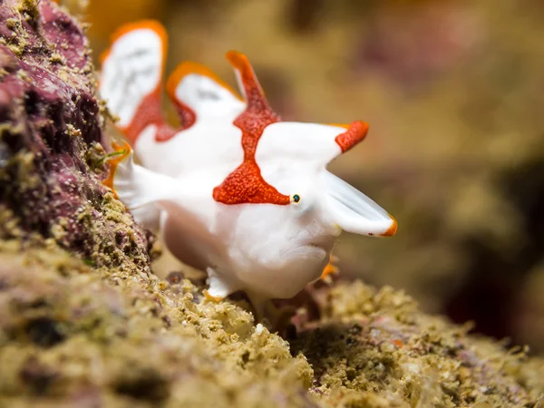 Beyaz palyaço Frogfish