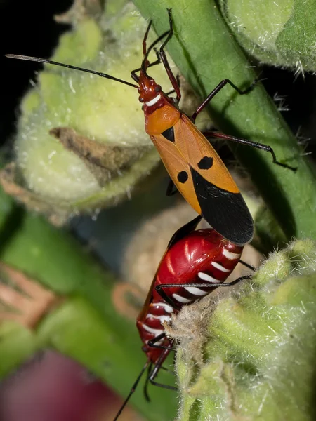 몇 가지 벌레 짝짓기 — 스톡 사진