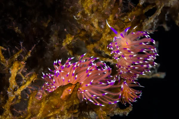 Flabellina affinis Nudibranch, deniz yaratığı