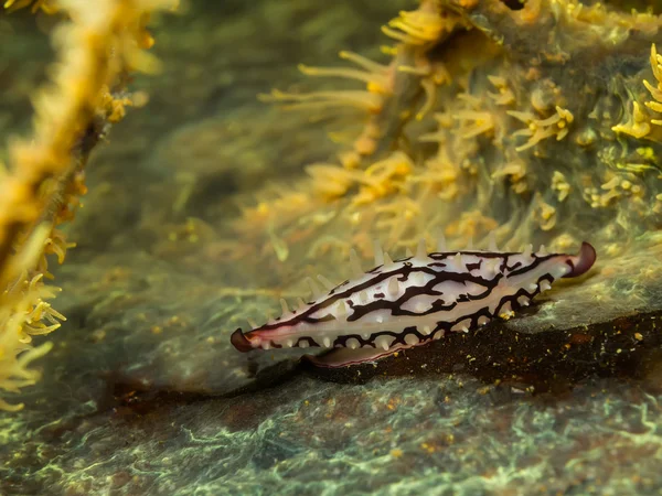 False Cowries in Thai Gulf — Stock Photo, Image