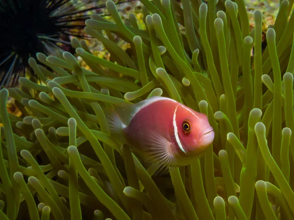 Pesce pagliaccio rosa Skunk (Amphiprion perideraion ) — Foto Stock