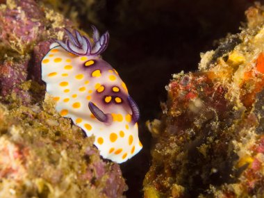 Tayland Choromodoris hintuanensis