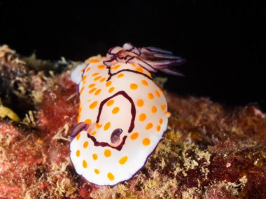 Chromodoris annulata Nudibranch, deniz yaratığı