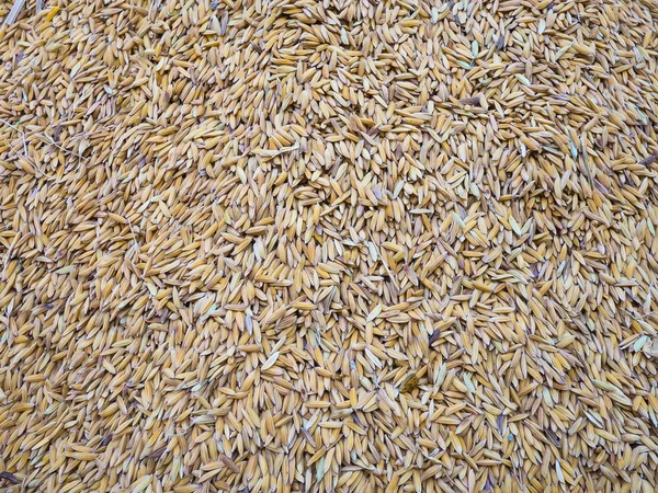 Çeltik pirinç tohumu