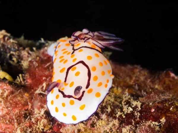 Chromodoris annulata nudibranchi, lumaca di mare — Foto Stock