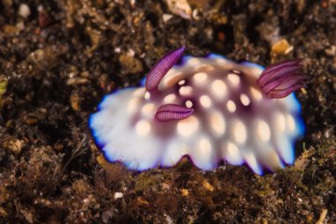 Goniobranchus hintuanensis Nudibranch, deniz yaratığı