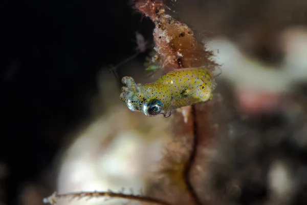 Cute Pygmy Cuttlefish — Stock Photo, Image