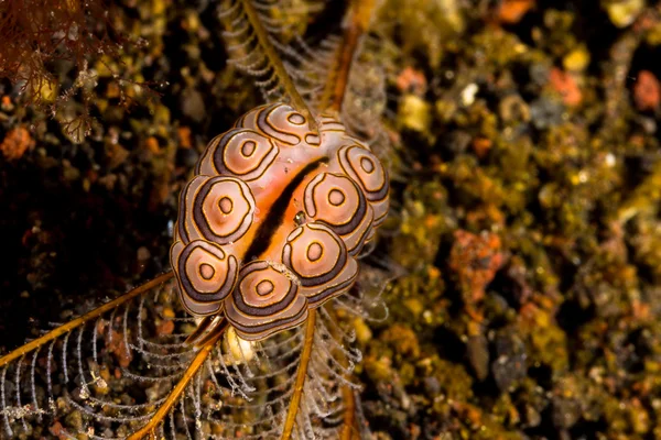 Doto Greenamyeri Nudibranch, Sea Slug — Stock Photo, Image