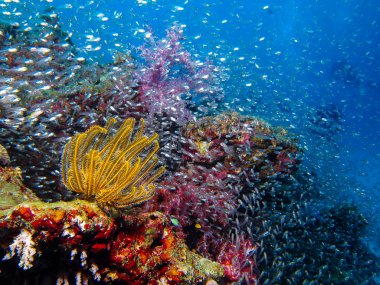 Similan Adası'nda yumuşak mercan