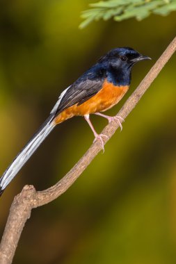 AK sokumlu köstebek