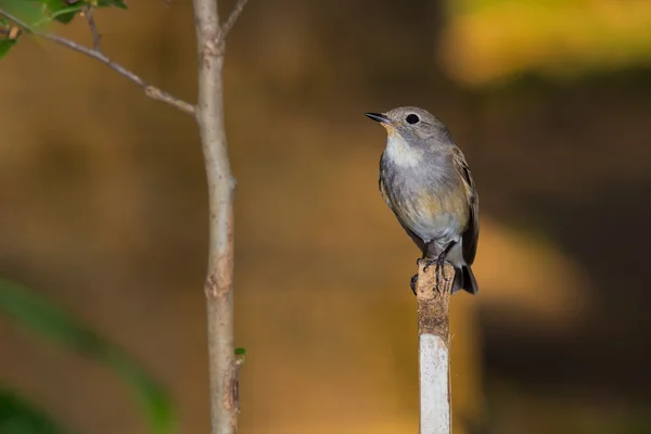 Apanhador de moscas de garganta vermelha — Fotografia de Stock