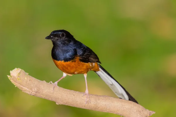 ホワイト rumped シキチョウ — ストック写真