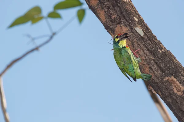 Coppersmith pássaro barbet — Fotografia de Stock