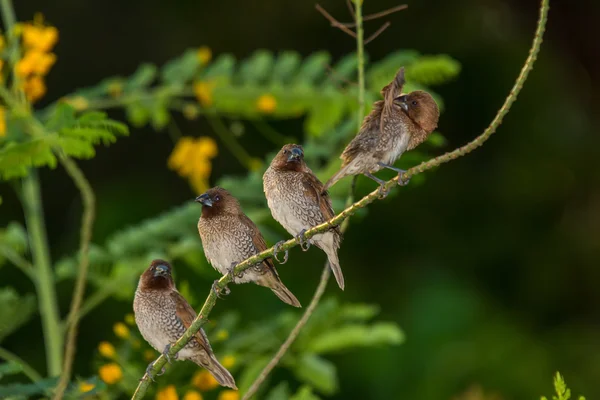 Pullu göğüslü Munia, kuş
