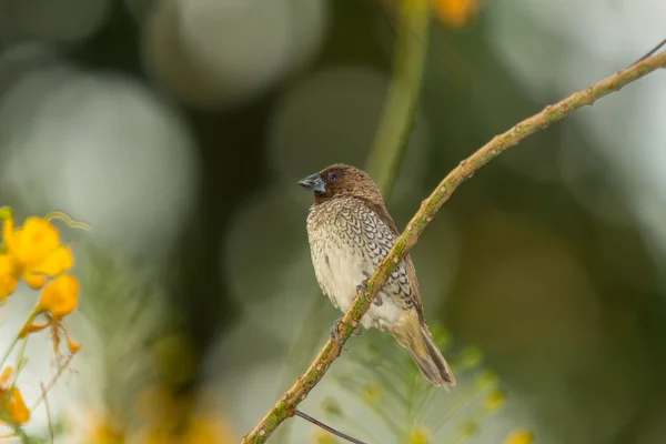 Schuppenbrust-Munition, Vogel — Stockfoto