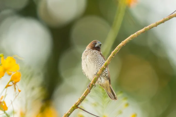 Schuppenbrust-Munition, Vogel — Stockfoto