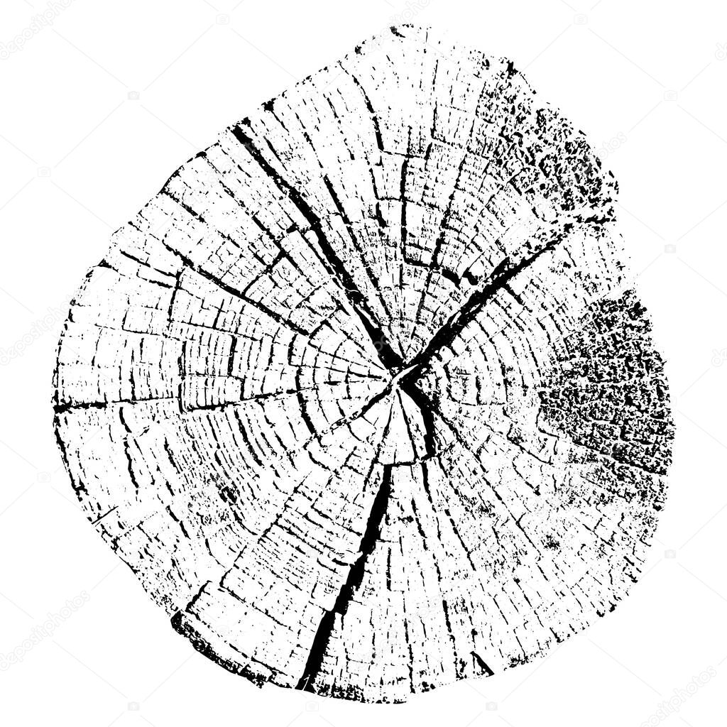 Tree growth rings. Natural cut wood. Trace vector illustration.