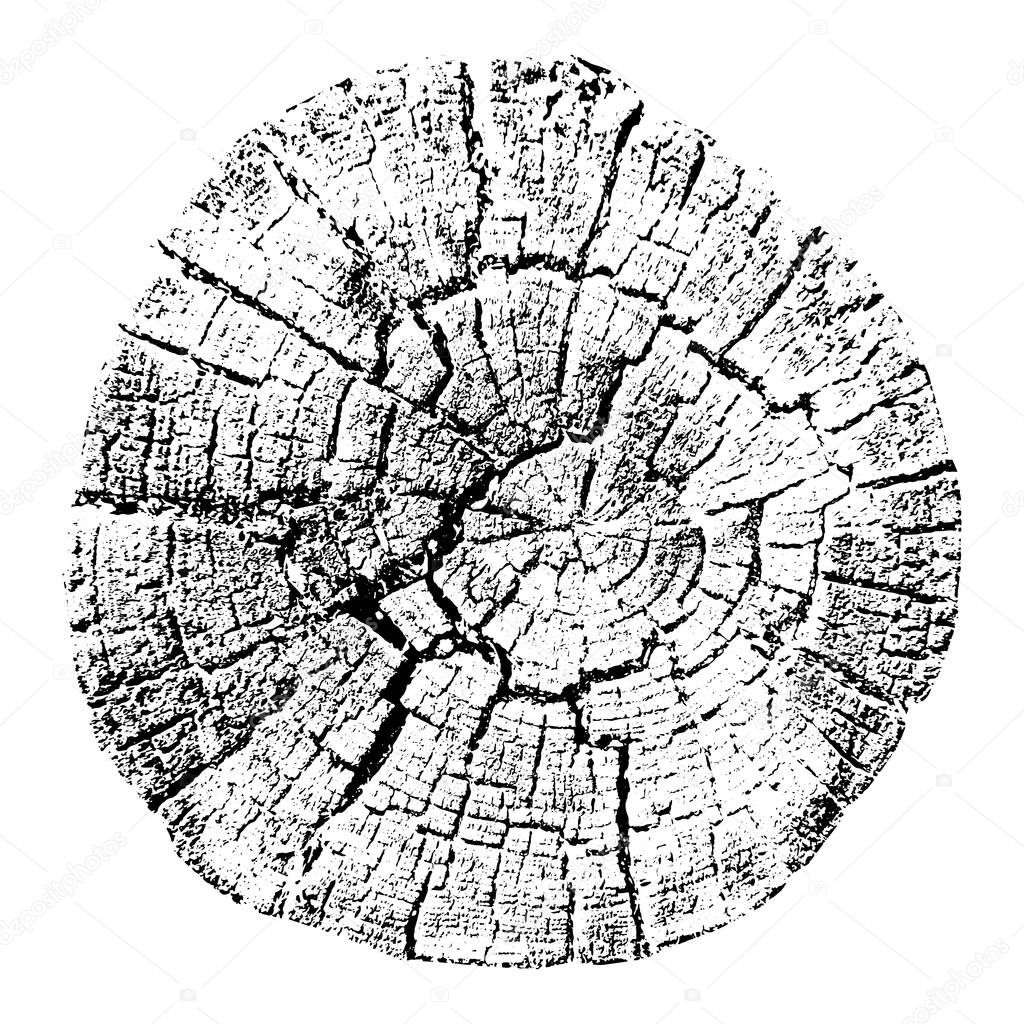 Tree growth rings. Natural cut wood. Trace vector illustration.