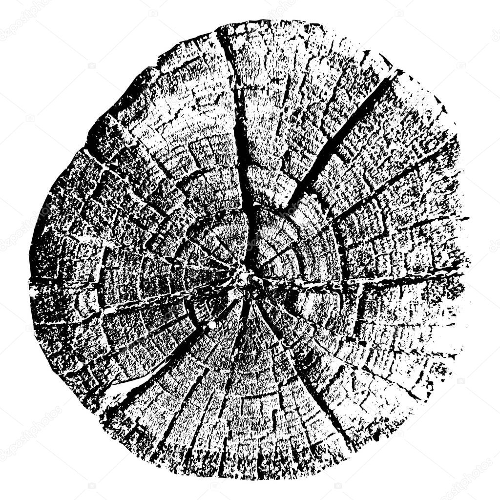 Tree growth rings. Natural cut wood. Trace vector illustration.