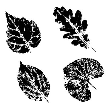 Mürekkep izi yaprakları. Ağaçların ve çalıların siyah mürekkep izleri.