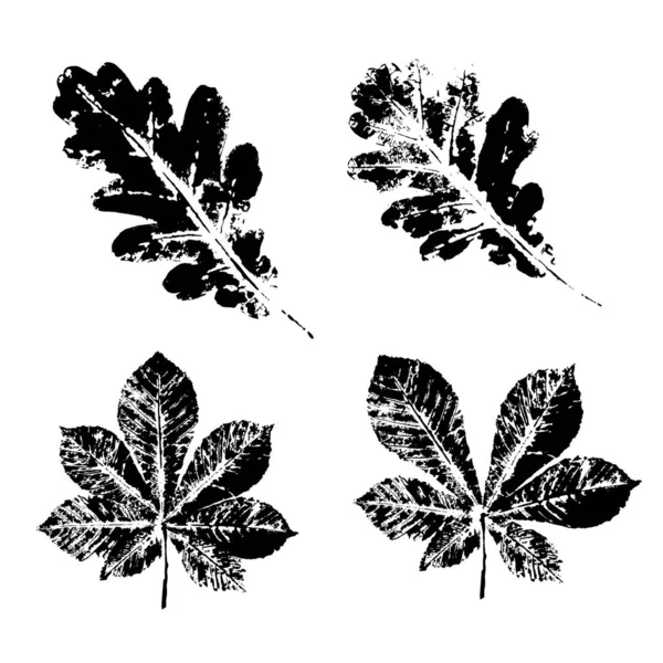 Feuilles d'encre. Empreintes à l'encre noire de feuilles d'arbres et de buissons — Image vectorielle