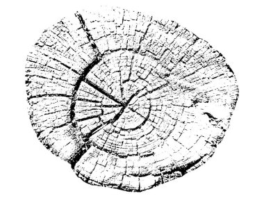 Ağaç büyütme halkaları. Doğal kesim odun. Vektör illüstrasyonu.