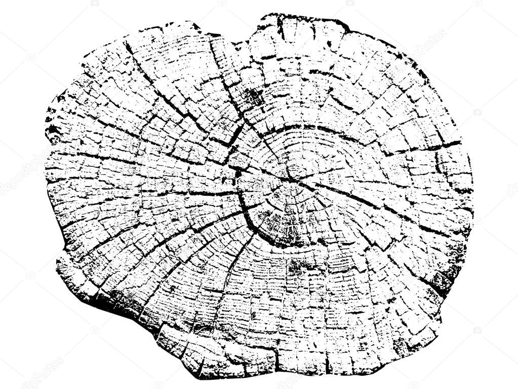 Tree growth rings. Natural cut wood. Vector illustration.