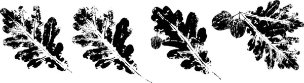 Векторний дубовий листовий принт. Чорнильницькі листя дерев на папері . — стоковий вектор