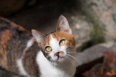 Kameraya bakarak kedi